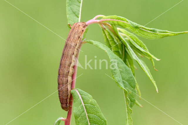 Haarbos (Ochropleura plecta)