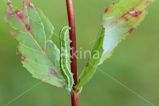 Erwtenuil (Ceramica pisi)