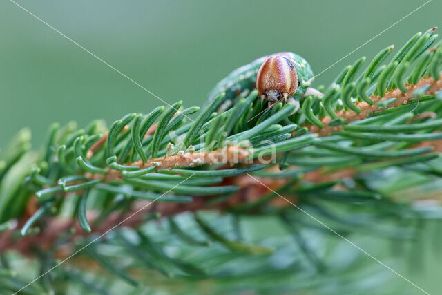 Dennenpijlstaart (Hyloicus pinastri)