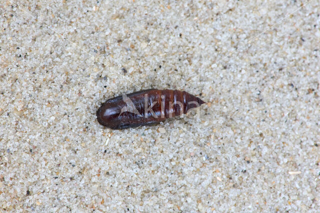 Witbandspanner (Spargania luctuata)