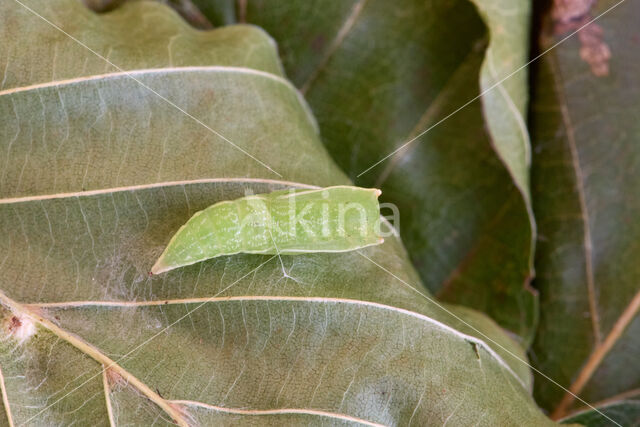 Gele oogspanner (Cyclophora linearia)