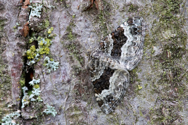 Gewone bandspanner (Epirrhoe alternata)