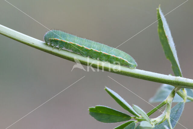 Gele luzernevlinder (Colias hyale)