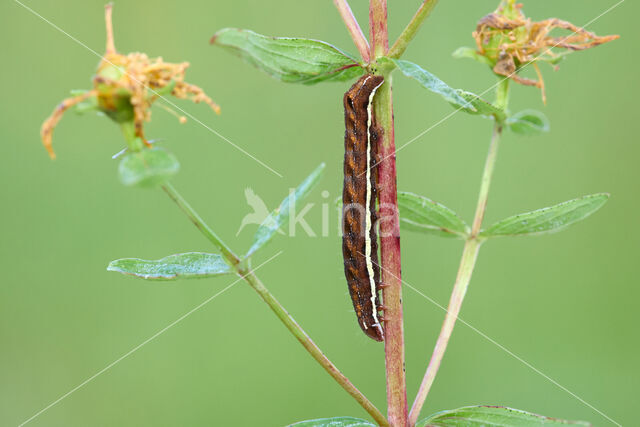 Gevlamde uil (Actinotia polyodon)