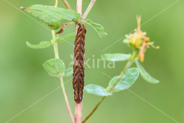 Gevlamde uil (Actinotia polyodon)