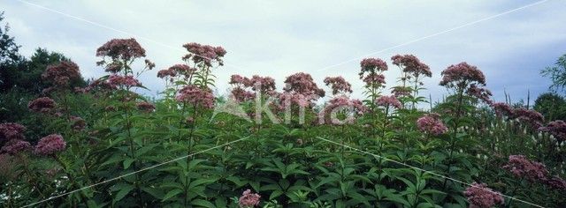 Purper leverkruid (Eupatorium purpureum)