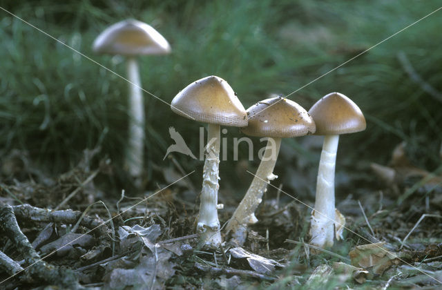 Roodbruine slanke amaniet (Amanita fulva)