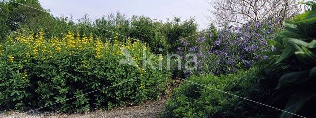 Schijnlupine (Thermopsis lanceolata)