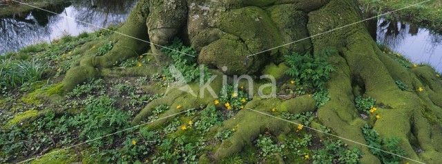 Speenkruid (Ranunculus ficaria)