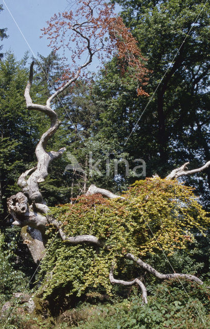 Beech (Fagus spec.)