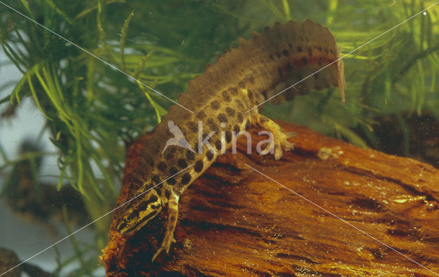 Kleine watersalamander (Triturus vulgaris)