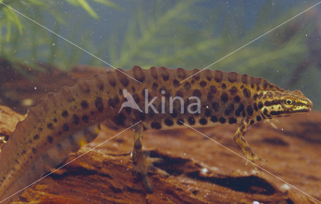 Kleine watersalamander (Triturus vulgaris)