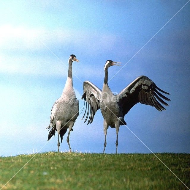 Kraanvogel (Grus grus)