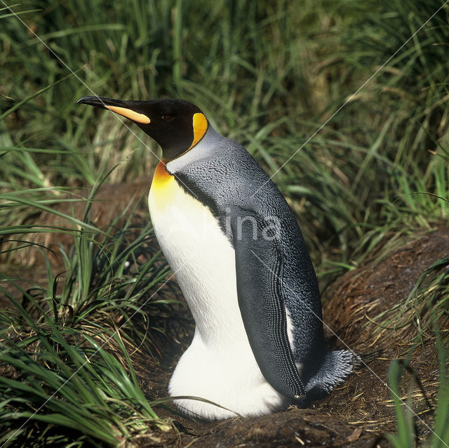 Koningspinguin (Aptenodytes patagonicus)