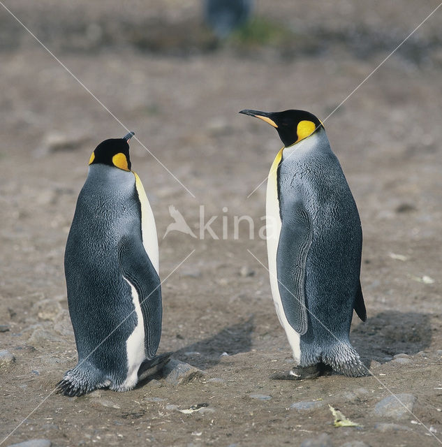 Koningspinguin (Aptenodytes patagonicus)