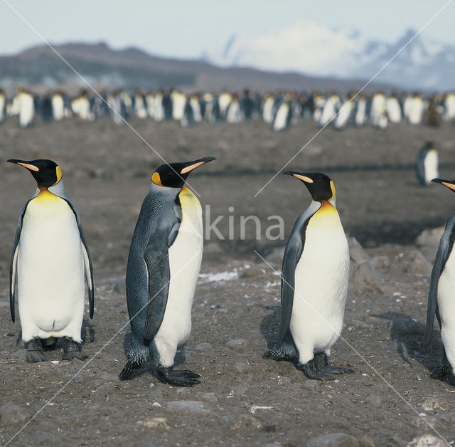 Koningspinguin (Aptenodytes patagonicus)