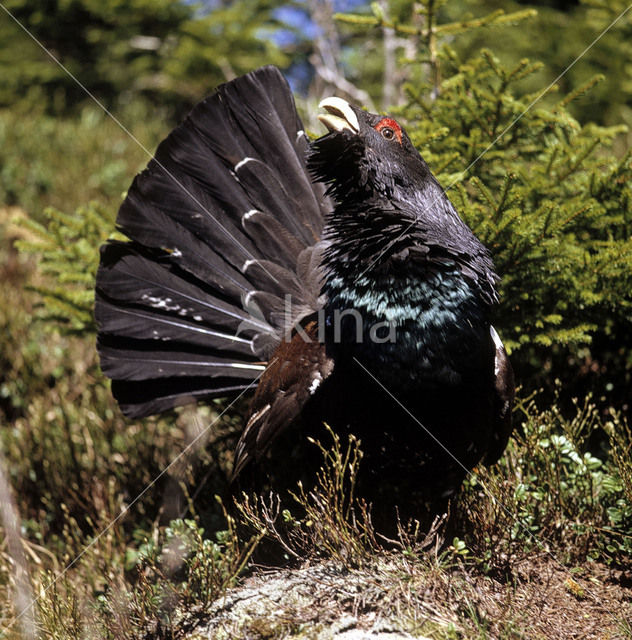 Auerhoen (Tetrao urogallus)