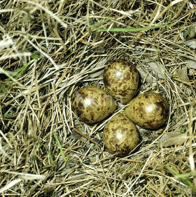 Bonte Strandloper (Calidris alpina)