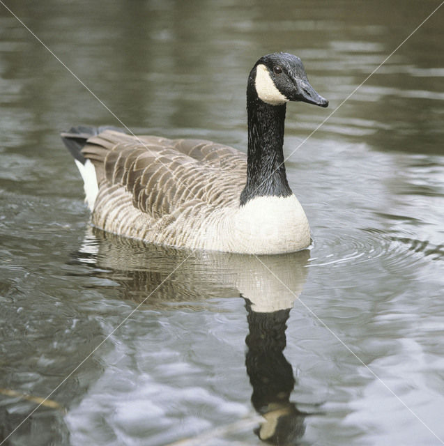 Canadese Gans (Branta canadensis)