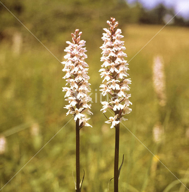 Spotted orchid (Dactylorhiza maculata)