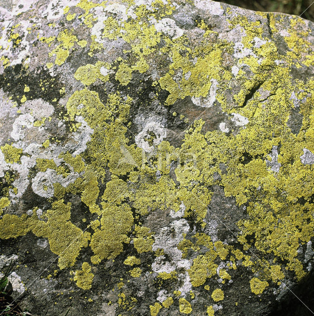 Yellow map lichen (Rhizocarpon geographicum)