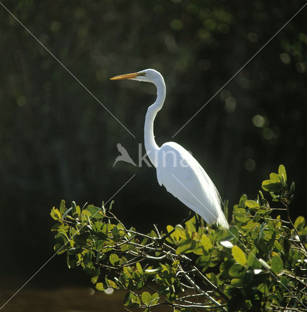 Grote zilverreiger (Casmerodius albus)