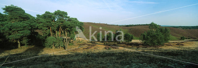 Grove den (Pinus sylvestris)