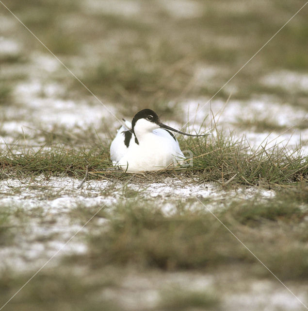 Pied Avocet (Recurvirostra avosetta)