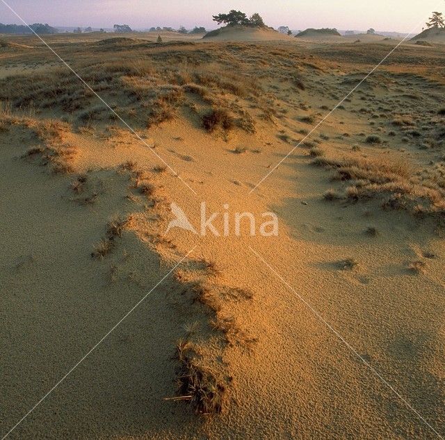 Kootwijkerzand