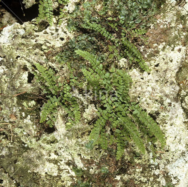 Noordse streepvaren (Asplenium septentrionale)