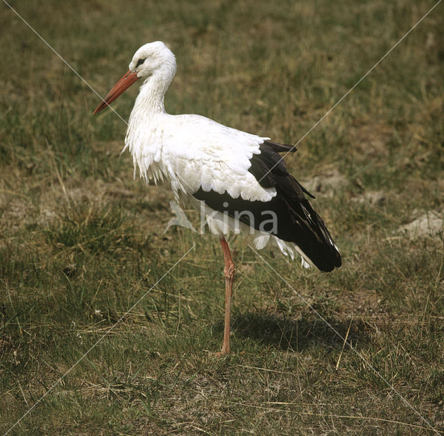 Ooievaar (Ciconia ciconia)