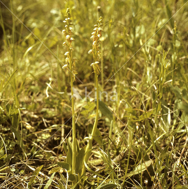 Poppenorchis (Aceras anthropophorum)