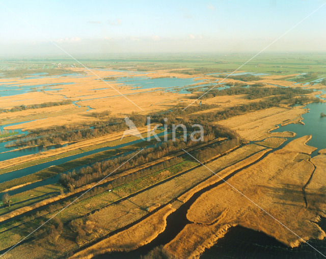 Riet (Phragmites australis)