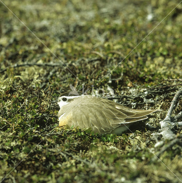 Bontbekplevier (Charadrius hiaticula)