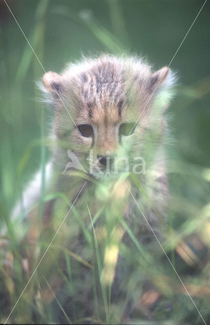 Cheetah