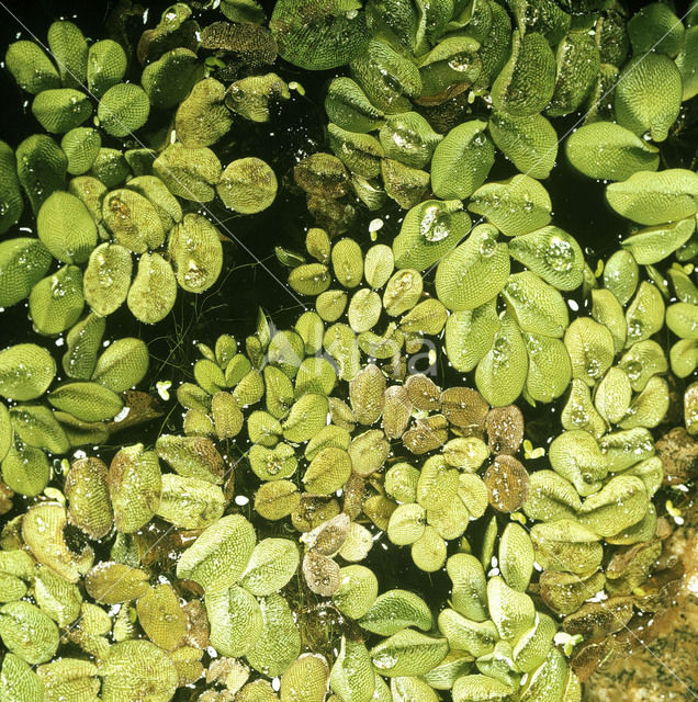 Grote vlotvaren (Salvinia molesta)