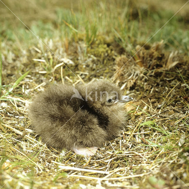 Kleinste Jager (Stercorarius longicaudus)