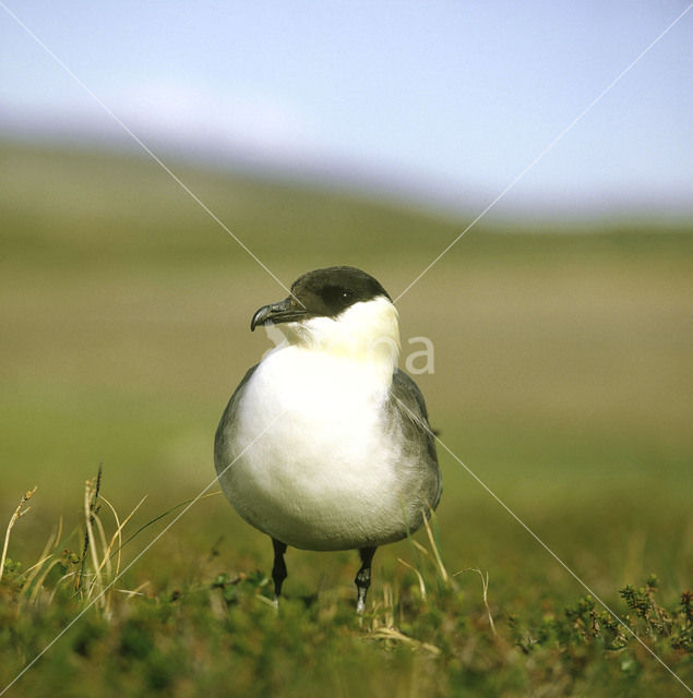 Kleinste Jager (Stercorarius longicaudus)