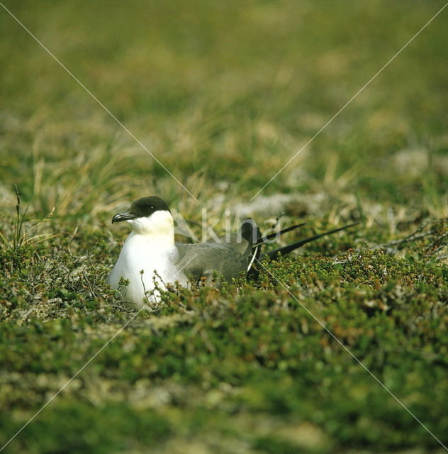 Kleinste Jager (Stercorarius longicaudus)