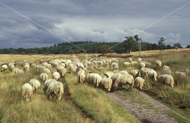 Schaap (Ovis domesticus)