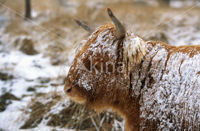 Schotse Hooglander