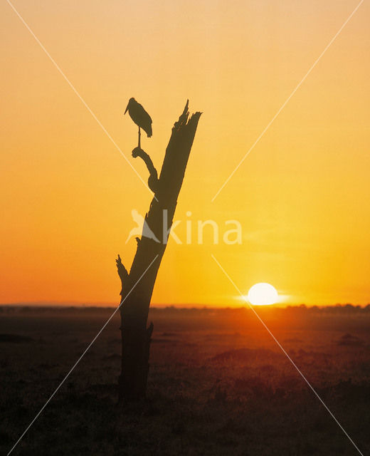 Marabou stork (Leptoptilos crumeniferus)