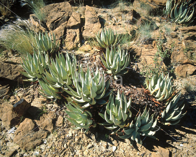 Aloe spec