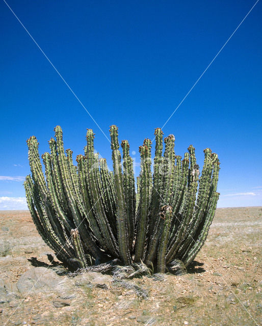 Candelbra Euphorbia (Euphorbia candelabra)