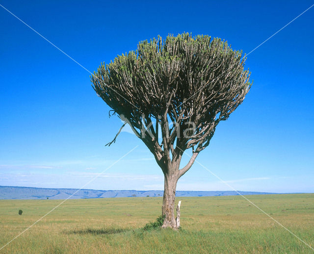 Candelbra Euphorbia (Euphorbia candelabra)