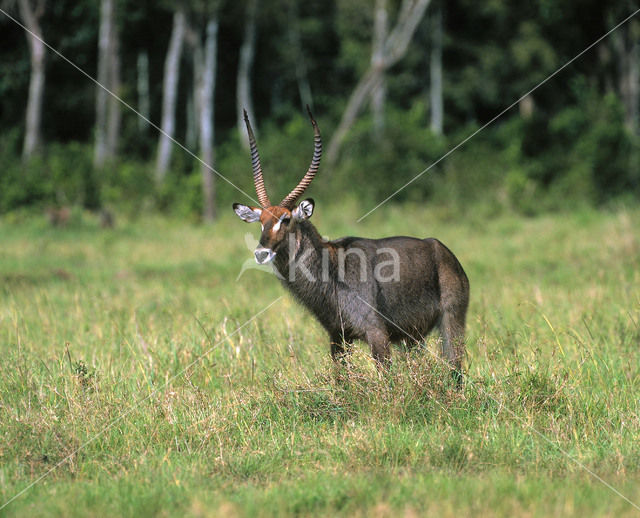 Defassa waterbok (Kobus defassa)