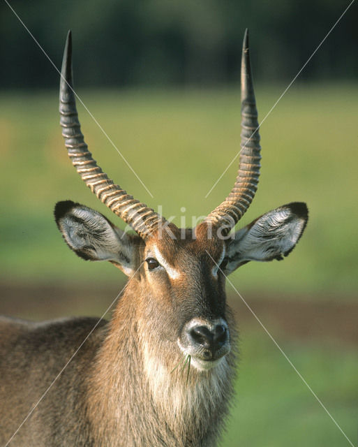 Defassa waterbok (Kobus defassa)