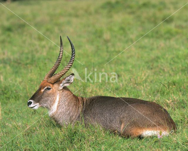 Defassa waterbok (Kobus defassa)