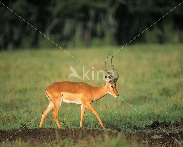 Impala