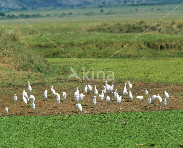 Koereiger (Bubulcus ibis)